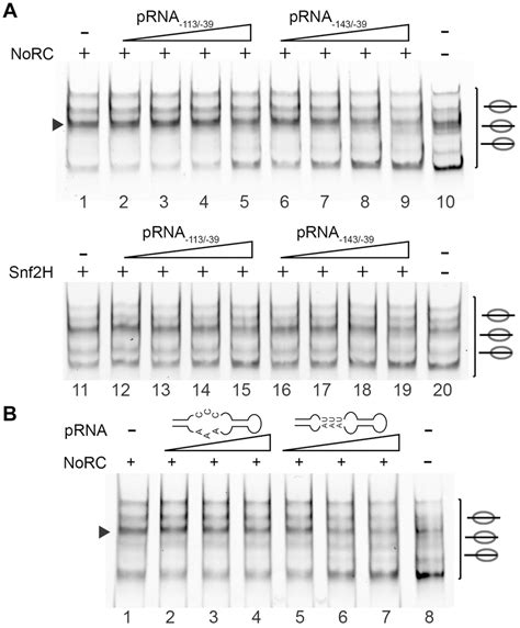 PRNA Inhibits The Activity Of NoRC A Nucleosomes Assembled On The