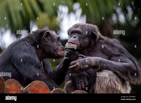 Chimpanzee, also known as chimp, showing their sociable behavior, is a