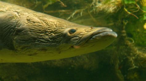 Arapaima Gigas Aquarium