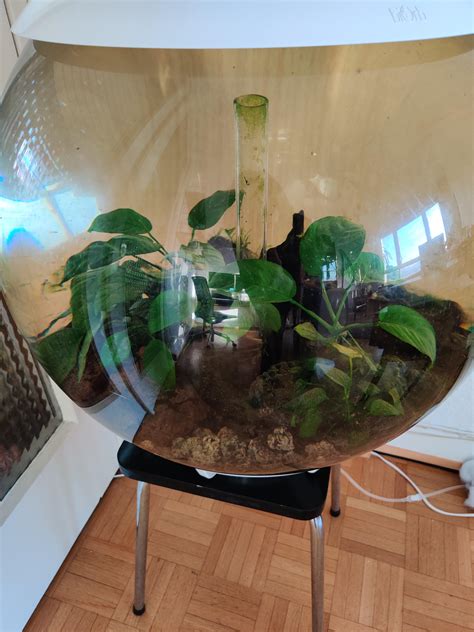 How To Convert An Aquarium Into A Terrarium Easy Steps