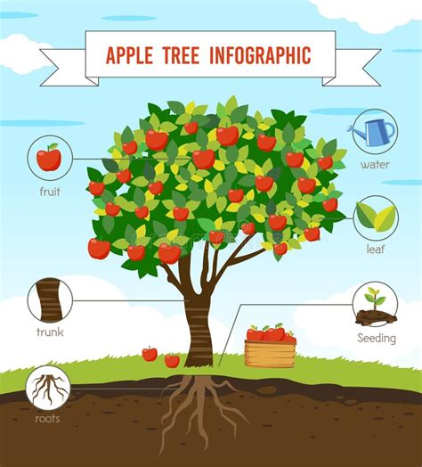 Life Cycle Of Apple Tree Stock Vector Illustration Of Botanical 64727422