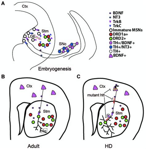 Role Of Bdnf In Developing Adult And Hd Striatum A A Proposed