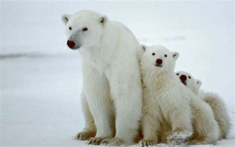 3 Winter Animal Facts - Pets