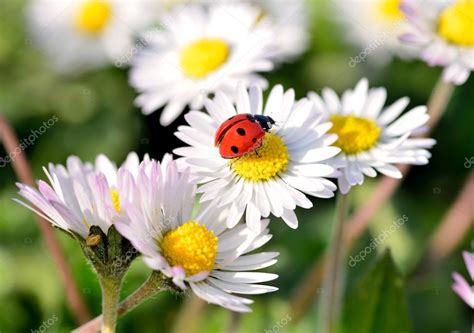 Ladybug on daisy flower Stock Photo by ©ikurucan 43489925