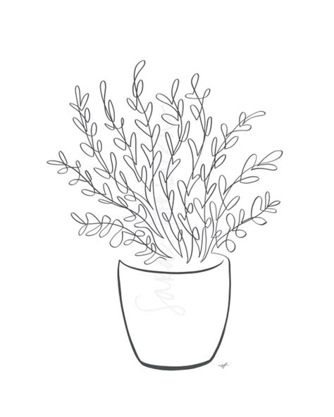 Pot Plant Drawing