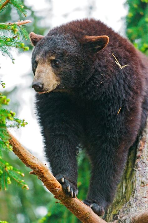 Discover Alabama's Iconic State Mammal - The American Black Bear