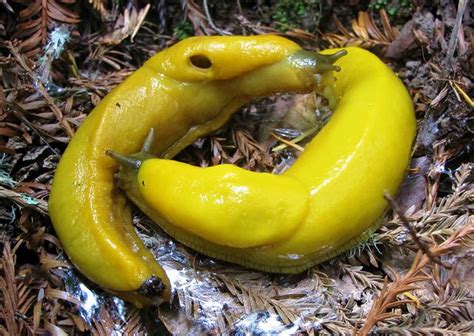 Banana Slug Facts Slug Facts Love Facts Banana