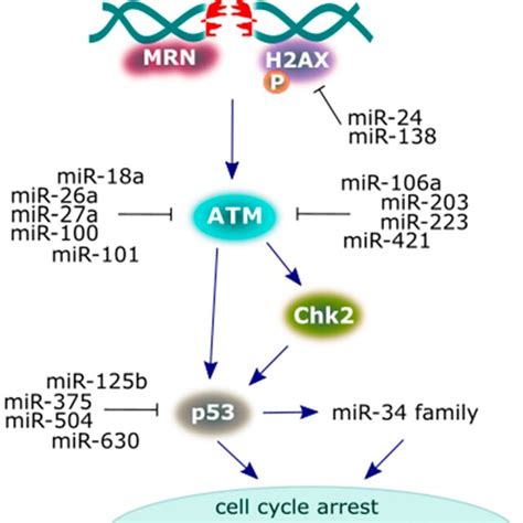 A Scheme Presenting The Major Proteins Of The DNA Damage Response DDR