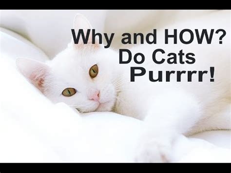 Why And How Do Cats Purr Youtube