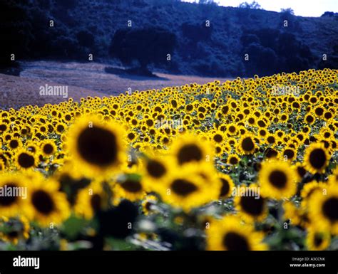 Field Of Sunflowers Cordoba Andalucia Southern Spain Stock Photo Alamy