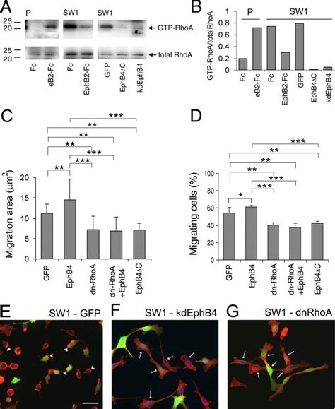 The Effects Of Ephb4 On Cell Migration Are Mediated Through Download Scientific Diagram