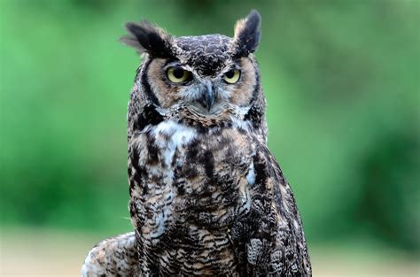 Great Horned Owl North American Great Horned Owl Mayur Kotlikar