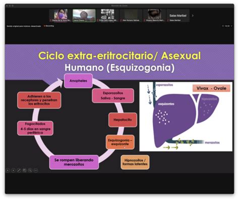 Fichas De Aprendizaje Plasmodium Quizlet