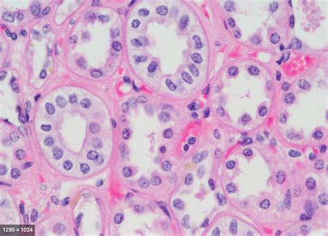 A P Histology Lab Practical Epithelial Classifications Diagram Quizlet