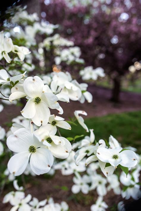 White Flowering Shrubs 20 Of The Best Varieties For Your Garden