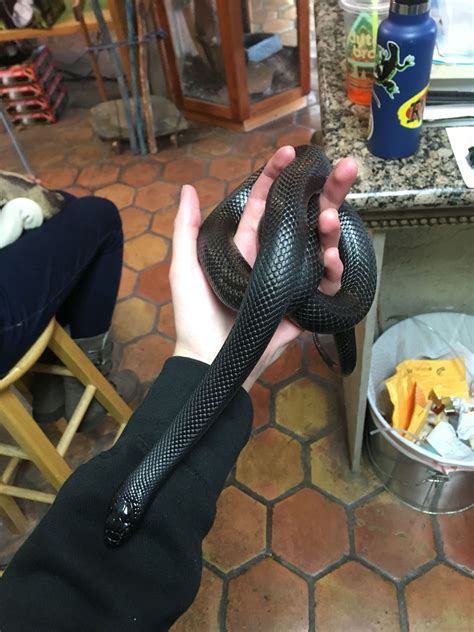 Mexican black kingsnake Baby Exotic Animals, Exotic Pets, Mexican Black Kingsnake, Funny Animals ...