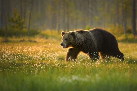 Brown Bears of Finland – Colby Brown Photography