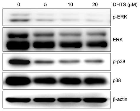 Anti Proliferative Effect Of 1516 Dihydrotanshinone I Through Cell