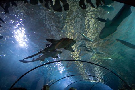 The Oceanium at Rotterdam Zoo, The Netherlands