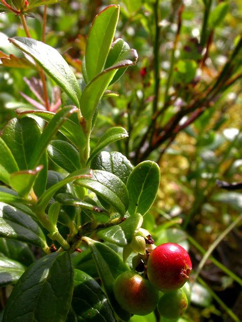 Vaccinium Vitis Idaea L Plants Of The World Online Kew Science