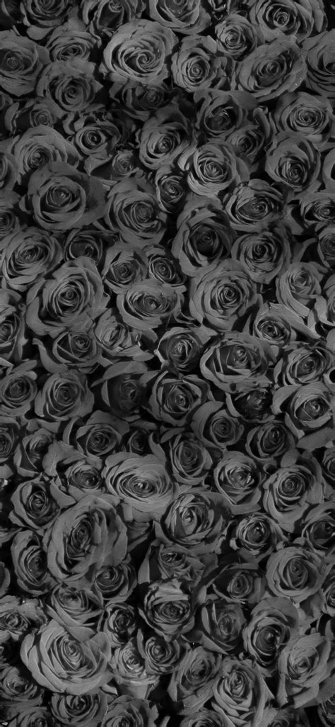 Rose Dark Bw Pattern iPhone X Wallpapers Free Download