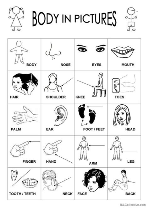 1 004 Body Parts English Esl Worksheets Pdf And Doc