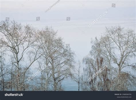 Nude Trees On Background Lake Beautiful Stock Photo