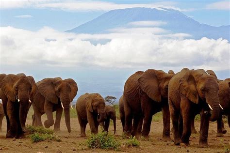 Nairobi Excursion D Une Journ E Compl Te Au Parc National Amboseli