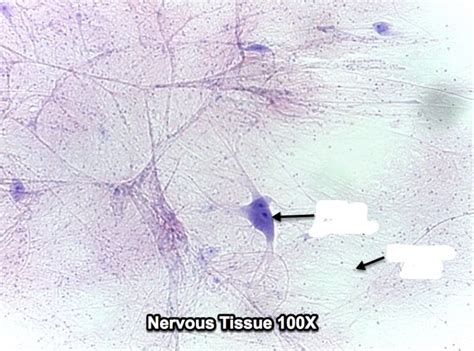 chapter 13- neural tissue Diagram | Quizlet