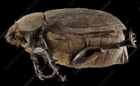 june bug stock image  science photo library