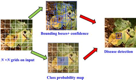 Schematic Of Yolov Object Detection Algorithm For Disease Detection