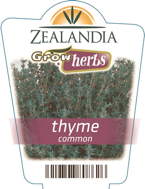 thyme common springvale garden centre