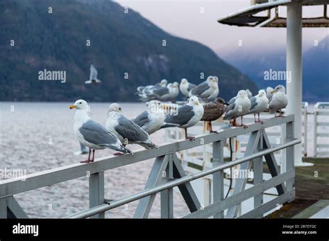 Squamish wildlife hi-res stock photography and images - Alamy