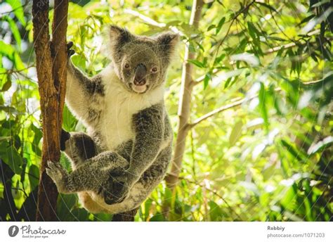 Nature Plant Tree Animal A Royalty Free Stock Photo From Photocase