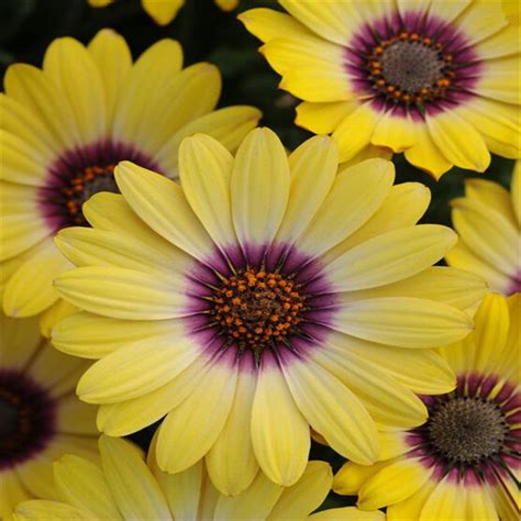 African Daisy Osteospermum Mixed Color Seeds 100 Pcs Free Shipping Worldwide