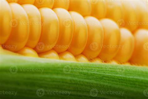 Corn grains in close-up closeup, rows of fresh and ripe yellow corn ...