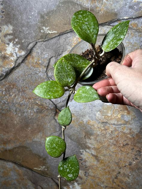 Hoya Verticillata Heart Shaped Splash