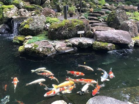 立派な錦鯉と美しい庭園水深2mの池を悠々と泳いでいます。池の端に立つと集まってきました。笑宙sora渡月荘金龍 伊豆 修善寺 ・宙