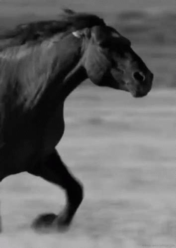 Horse Running GIF - Horse Running Stallion - Discover & Share GIFs