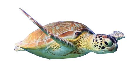 Tortue De Mer Verte D Isolement Sur Le Fond Blanc Photo Stock Image