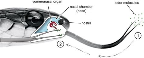 Smelling In Stereo The Real Reason Snakes Have Flicking Forked Tongues