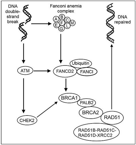 Difference Between Brca1 And Brca2 Gene Pediaacom