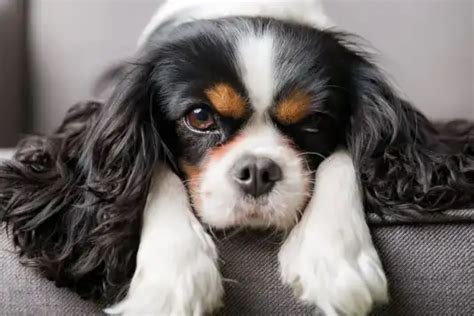 Cavalier King Charles Spaniel Facts | MetLife Pet Insurance