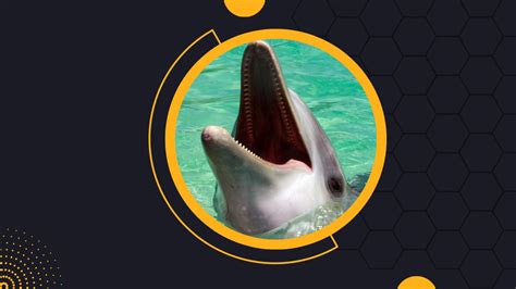 Do Dolphins Have Teeth? Do All Dolphins Have Teeth? | DolphinXpert.com