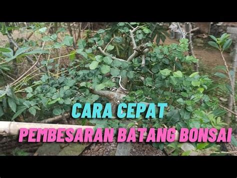 Tutorial Ini Dia Cara Pembesaran Batang Pada Bunga Bonsai Youtube