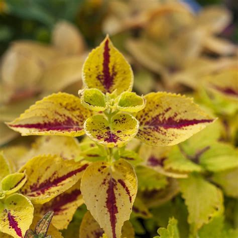 Mixed Coleus Seeds Flower Seeds32 Mays Garden Seed