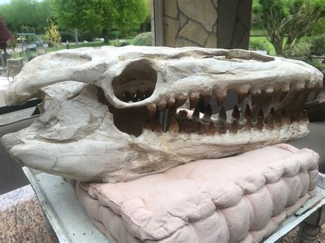 Dinosaur - Fossil skull - Mosasaurus - 23 cm - 20 cm - Catawiki