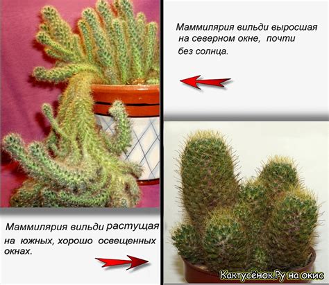 Кактус маммилярия: уход в домашних условиях, правила посадки, способы ...