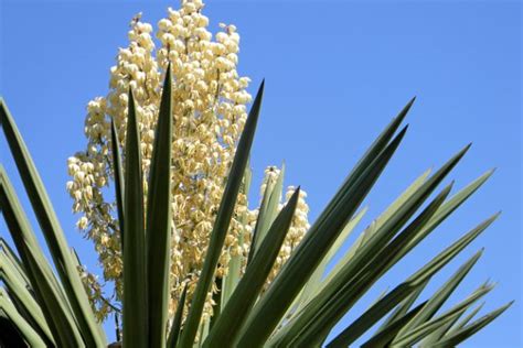 Yucca Palme Bl Te Abschneiden So Pflegen Sie Richtig