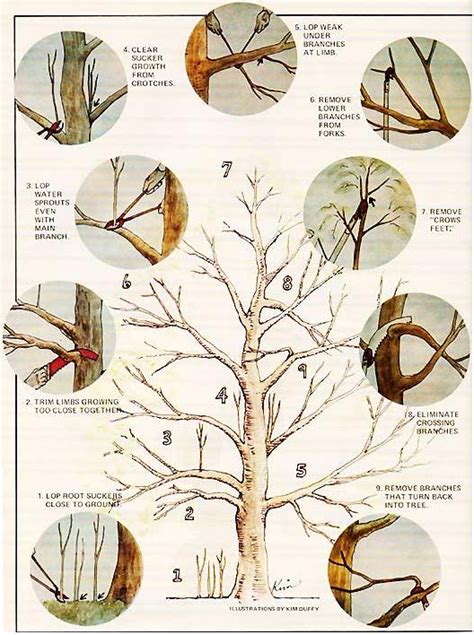 How To Prune An Apple Tree Diagram Introduction Apple Trees